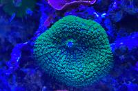 Green Mushrooms Thumbnail