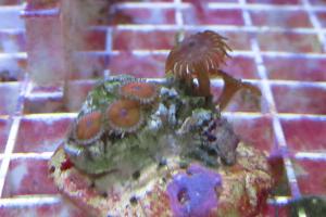 Zoanthid