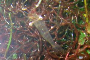 Broken Back Shrimp