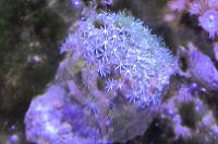 Green Star Polyp Thumbnail