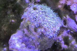 Green Star Polyp Thumbnail