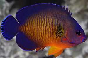 Coral Beauty