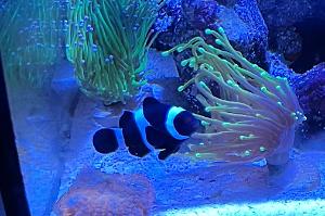 Black Darwin clownfish