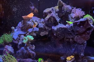 Fluval flex 15 on Mar 5, 2022