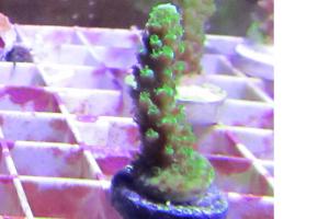 Bali Green Slimer