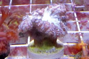Branching Blastomussa Coral