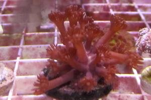 Pink Flower Pot Coral