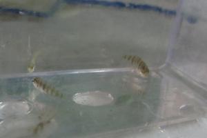 Unknown tiny Fish