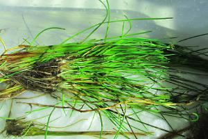 Unknown Eleocharis Long