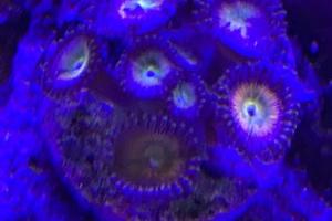 Sunny d zoanthid Thumbnail