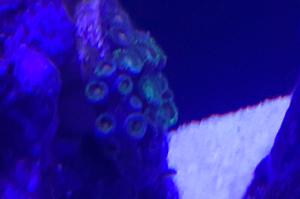 Blowpop zoanthid Thumbnail