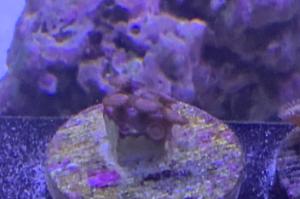 Kedds red zoanthid Thumbnail