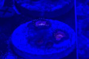 Nirvana zoanthid Thumbnail