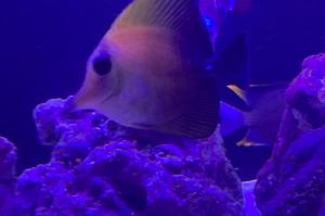 Scopas Tang Thumbnail