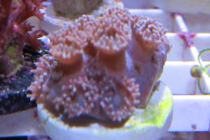 Pagoda Cup Coral
