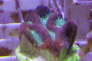 Brain Worm Platygyra Coral