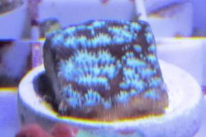 Mr Freeze Leptoseris