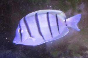 Convict Tang