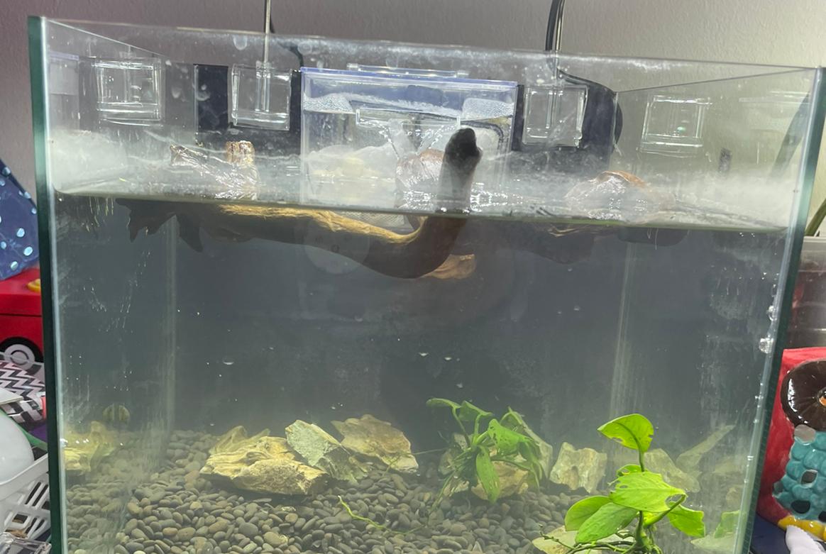 3 gallon nano on Apr 4, 2022