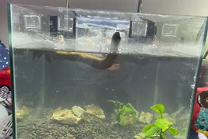 3 gallon nano on Apr 4, 2022