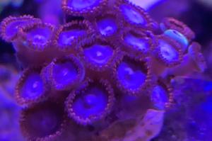 Amazing Spiderman Zoa Thumbnail