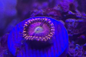 Playboy bunny zoas Thumbnail
