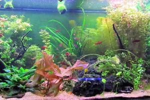 2 - planted tank on April 12, 2022