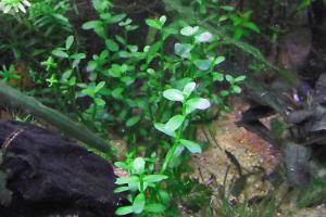 Water Hyssop