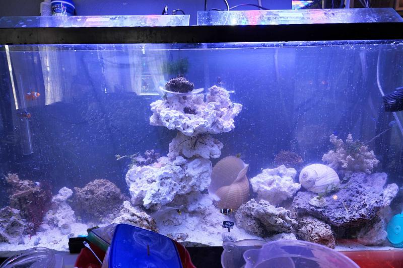 reef Thumbnail
