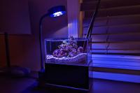 Tiny Reef on Apr 19, 2022