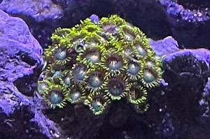Green Bay Packers Zoanthids Thumbnail