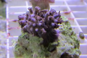 Pink Pulsating Xenia