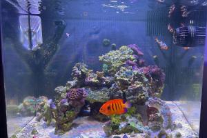 Biocube Tank Thumbnail