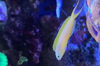 Canary Blenny Thumbnail