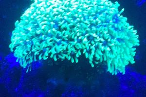 Blue center Green star polyp Thumbnail