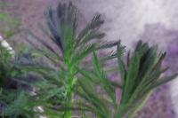 Parrots Feather Thumbnail