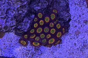 Sunny D Zoanthids Thumbnail