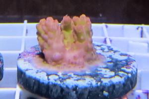 acropora