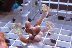 Lazerbeam Clove polyp
