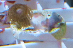 misc Zoa