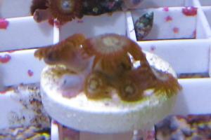 zoanthid