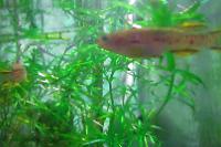 Gardneri Panchax Killifish Thumbnail