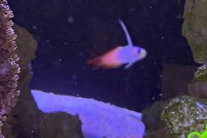 Red fire fish Thumbnail