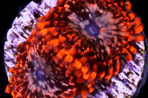 Utter caos zoanthid Thumbnail