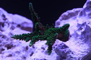 Acropora Coral Thumbnail