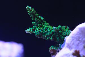 Acropora Coral Thumbnail