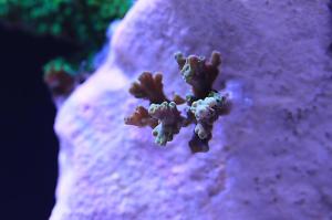 Acropora Coral Thumbnail