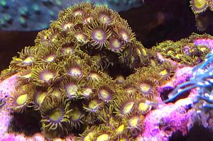 King Midas Zoanthid Thumbnail