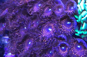 Illuminatis Zoa Thumbnail