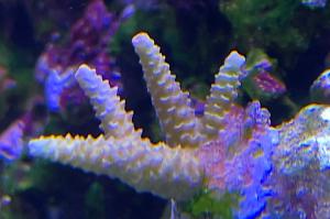 TSA Carolina Reaper Acropora Thumbnail